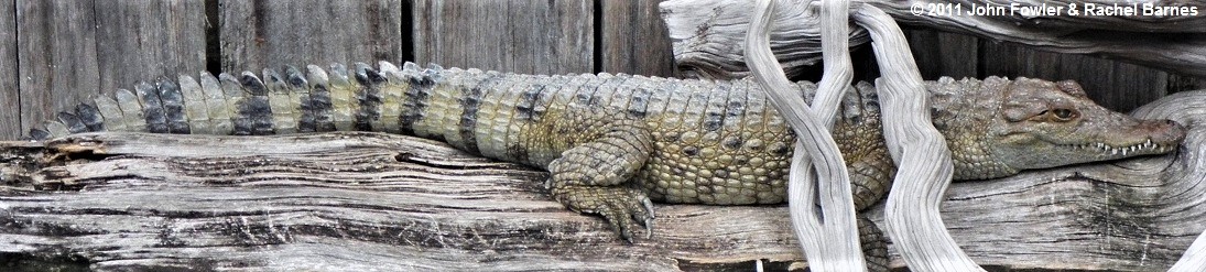Philippine (Mindoro) Crocodile